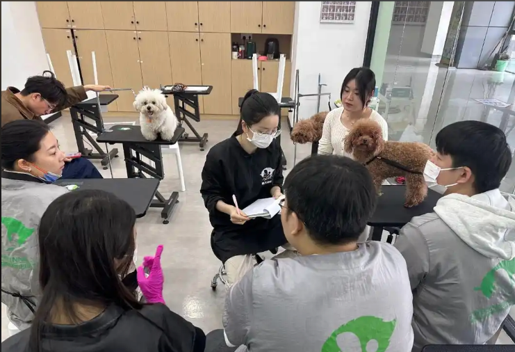 惠州市宠物美容培训宠物美容培训学校 - 价格